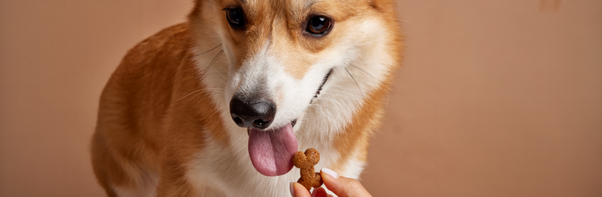 Cão recebendo um biscoito HealthPET PRO